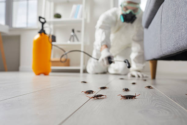 Trusted Cockroach Control service in Clifton Forge, VA - Nex Pest Control